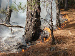 Orman yangını (arşiv)