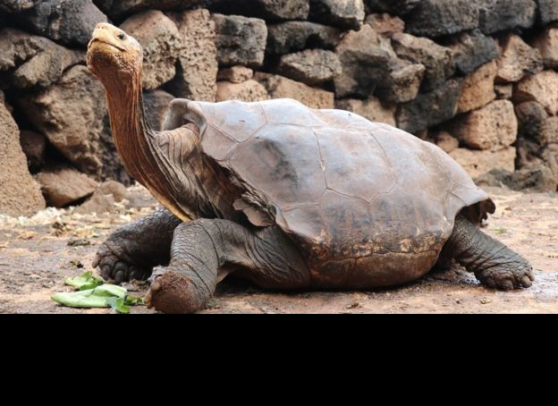 Dev kaplumbağa Diego, Galapagos Adaları’na geri dönüyor