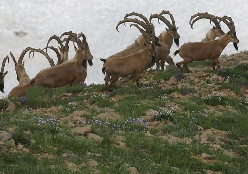 Bakanlık bu kez Erzincan’daki 10 dağ keçisinin avlanması için ihale açtı