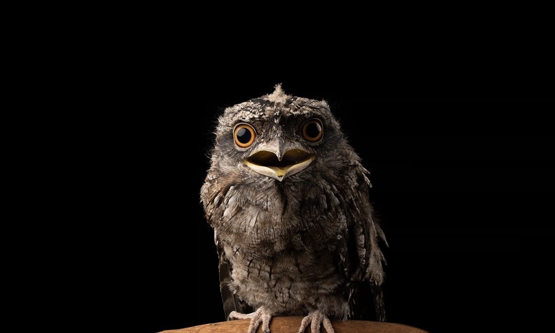 tawny frogmouth