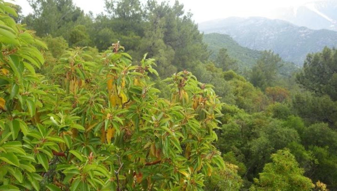 Mermer ocağı açılması planlanan orman arazisinden görünüm