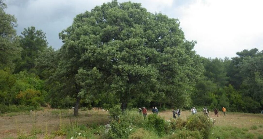 Gökçeyazı mahkeme keşfi
